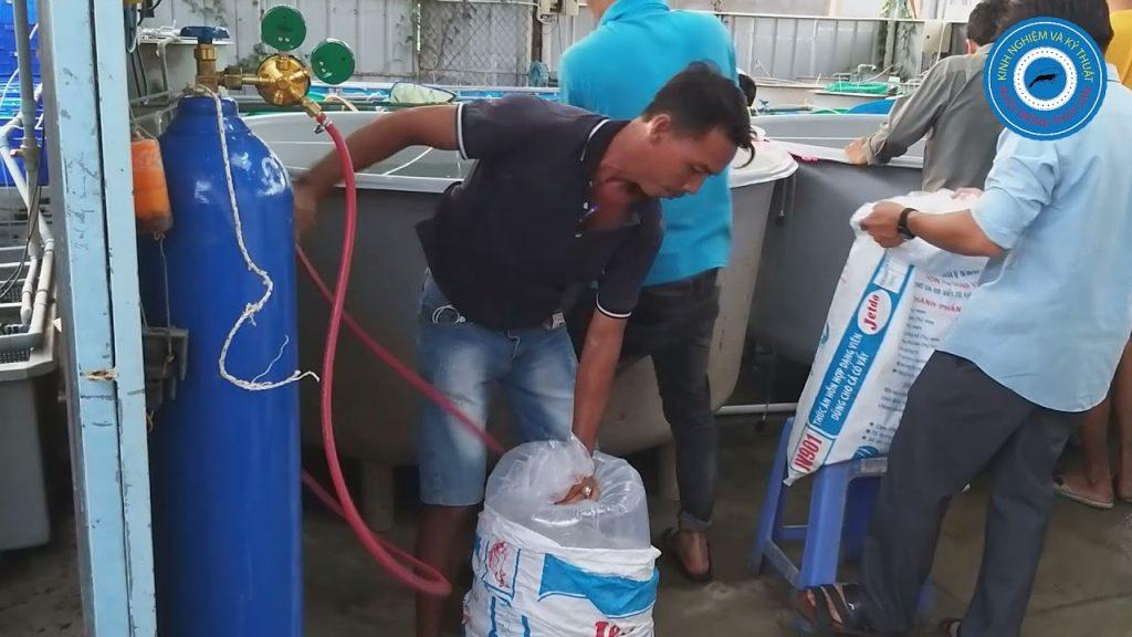 Bình oxy cho cá tại tphcm giao nhanh